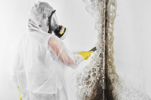 Best Black Mold Removal  in Simmesport, LA