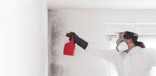 Best Mold Damage Repair  in Simmesport, LA