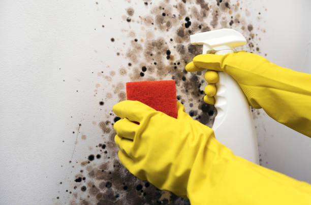 Best Local Mold Removal Service  in Simmesport, LA