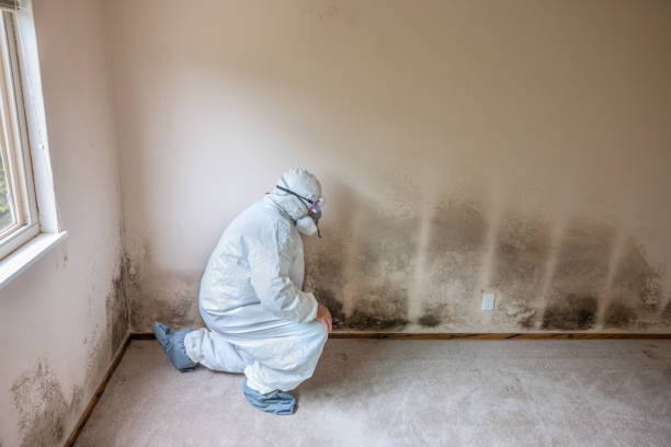 Best Mold Removal Near Me  in Simmesport, LA