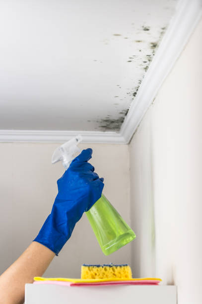 Best Same-Day Mold Removal  in Simmesport, LA